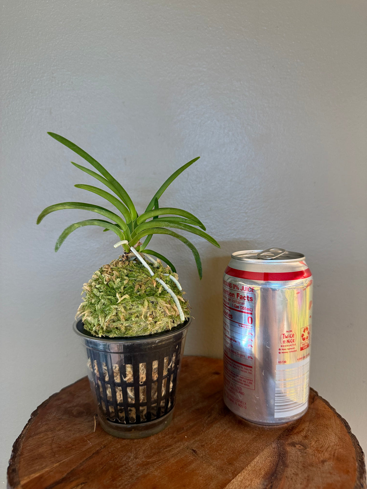 Neofinetia falcata Jitsugekko 日月光
