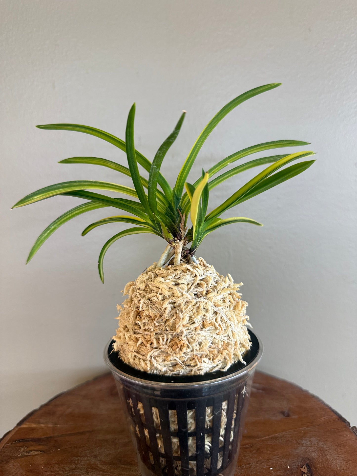 Neofinetia falcata Kokuhoden 国宝殿