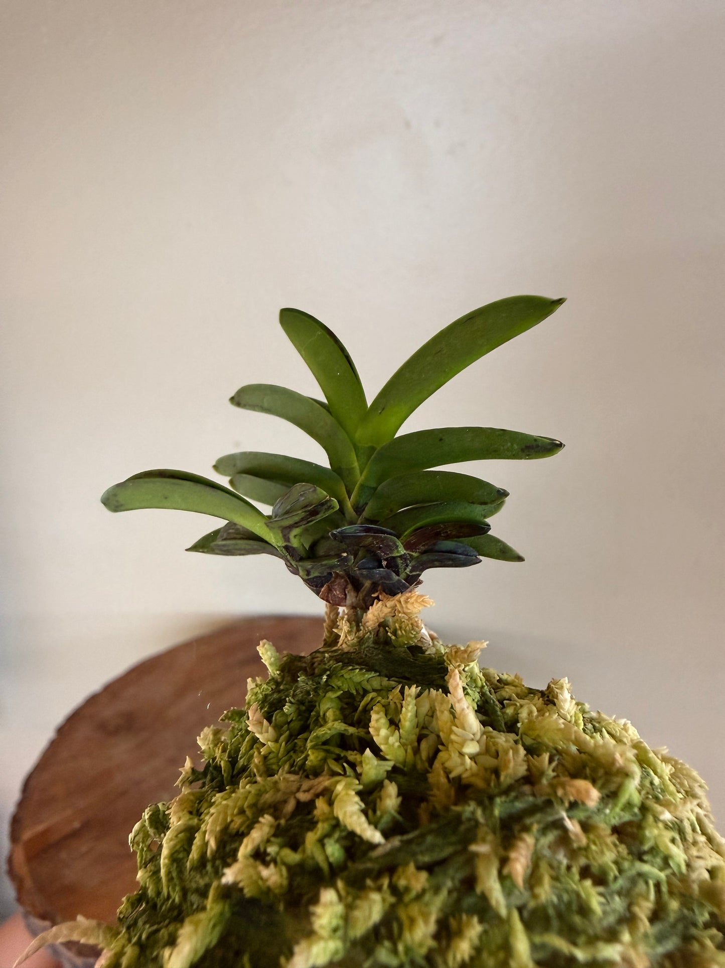 Neofinetia falcata Geumo (Kurohyo）金烏 (jp 黑豹）