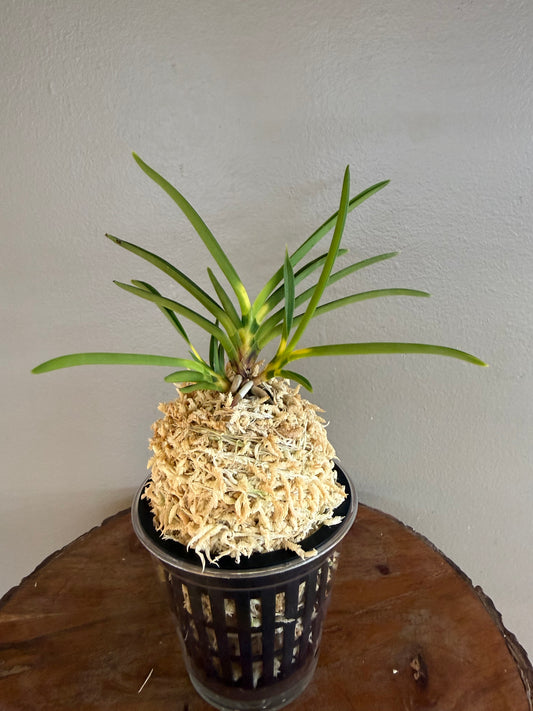 Neofinetia falcata Shinkiro 蜃気楼