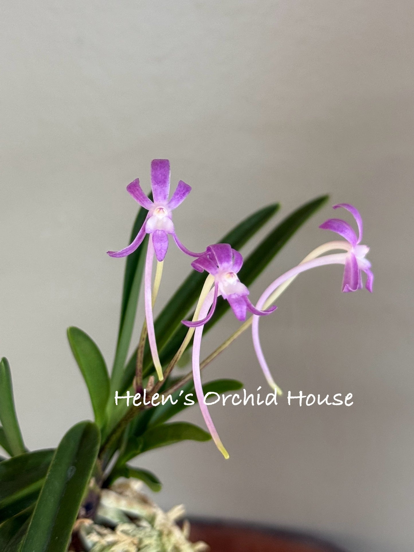 Neofinetia falcata Hongchun 紅春