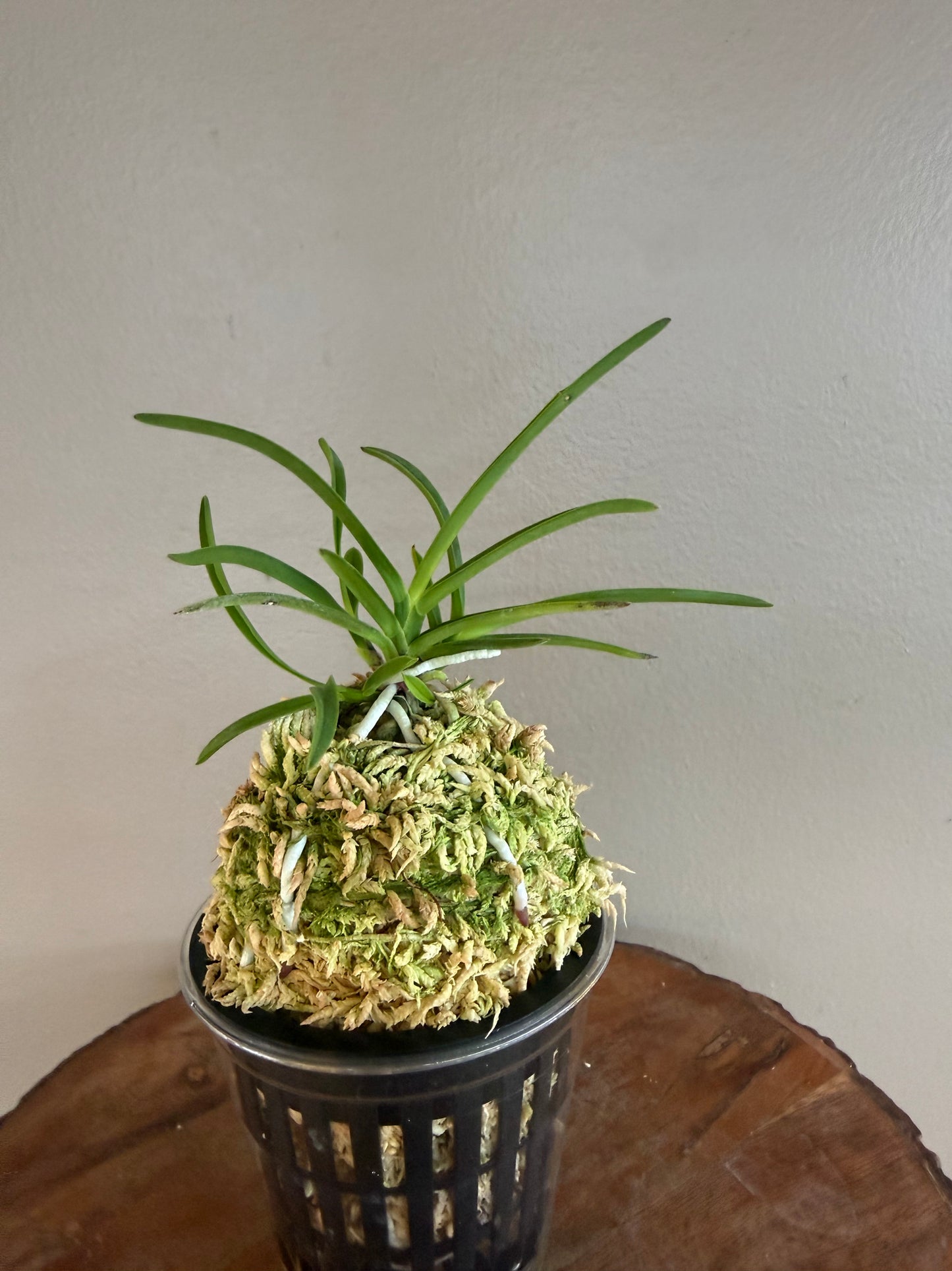 Neofinetia falcata Nangokunomai南國之舞