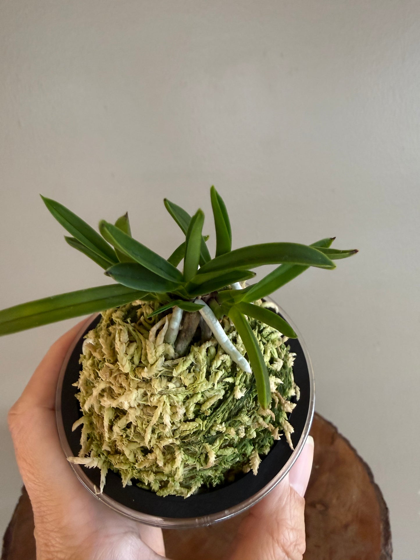 Neofinetia falcata Raizan 雷山