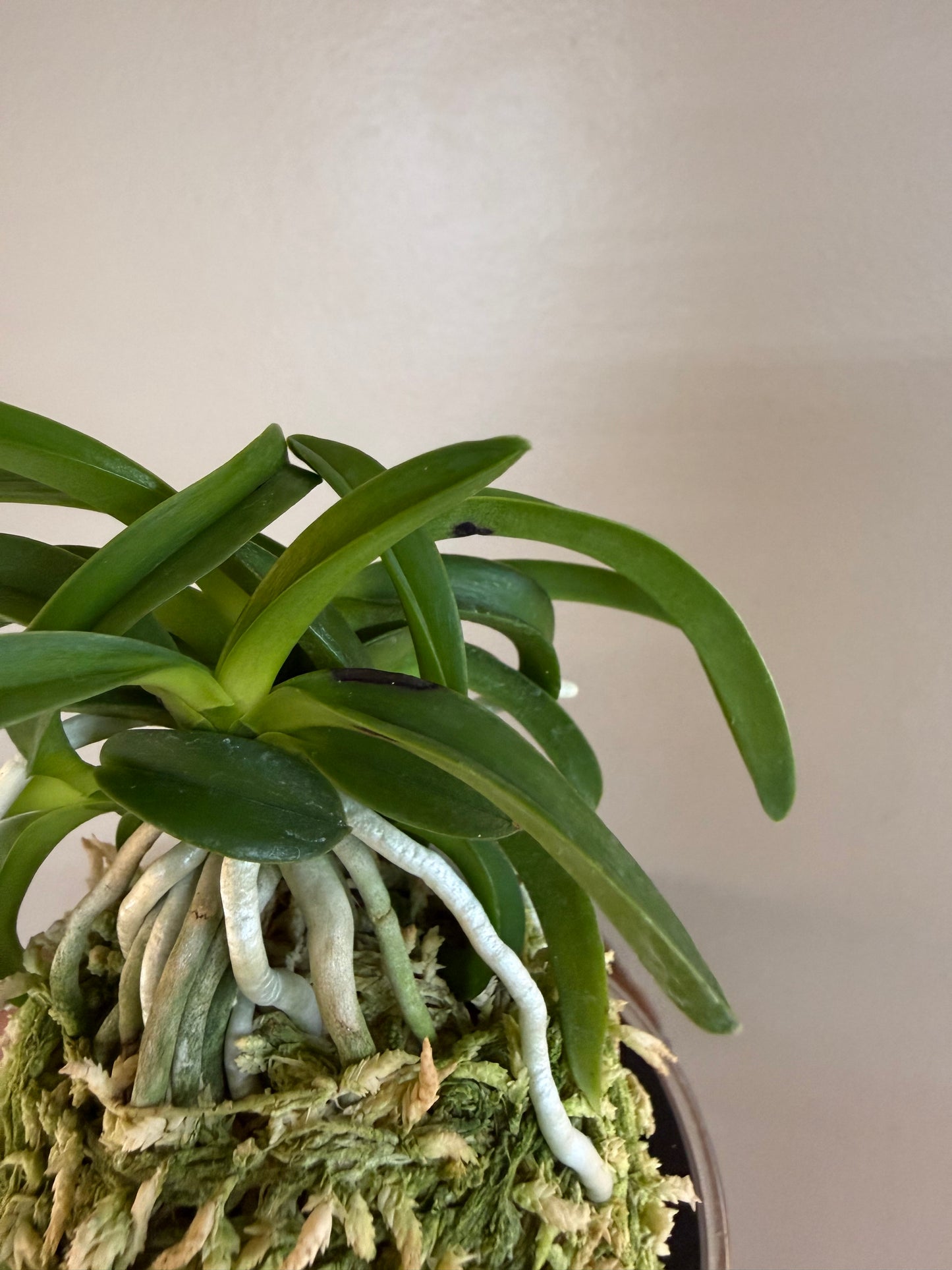 Neofinetia falcata Onami Seikai 大波青海