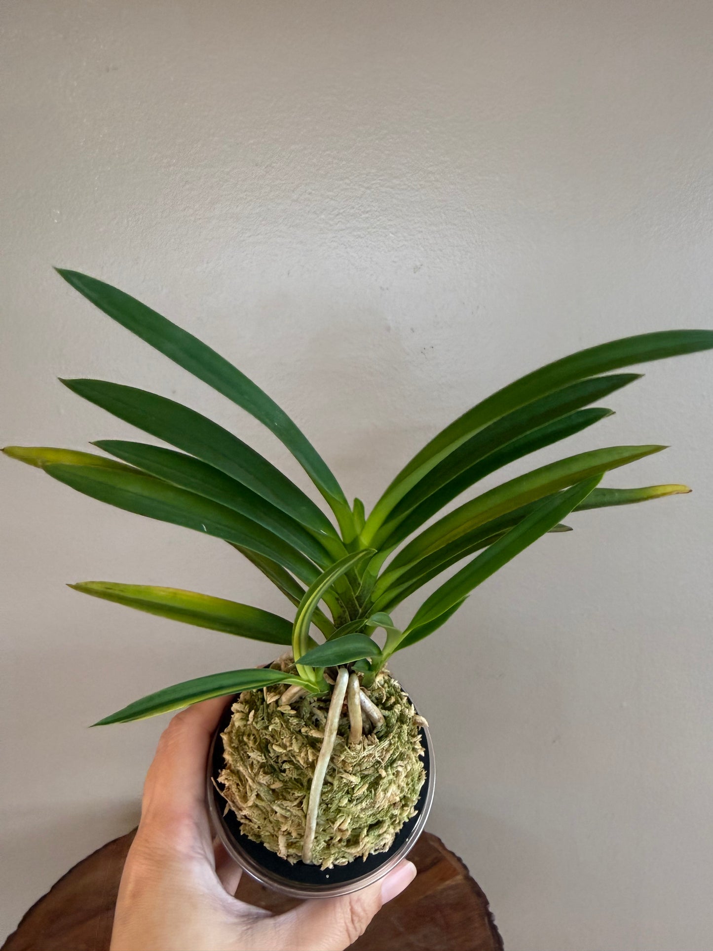 Neofinetia falcata Seohwang 瑞煌