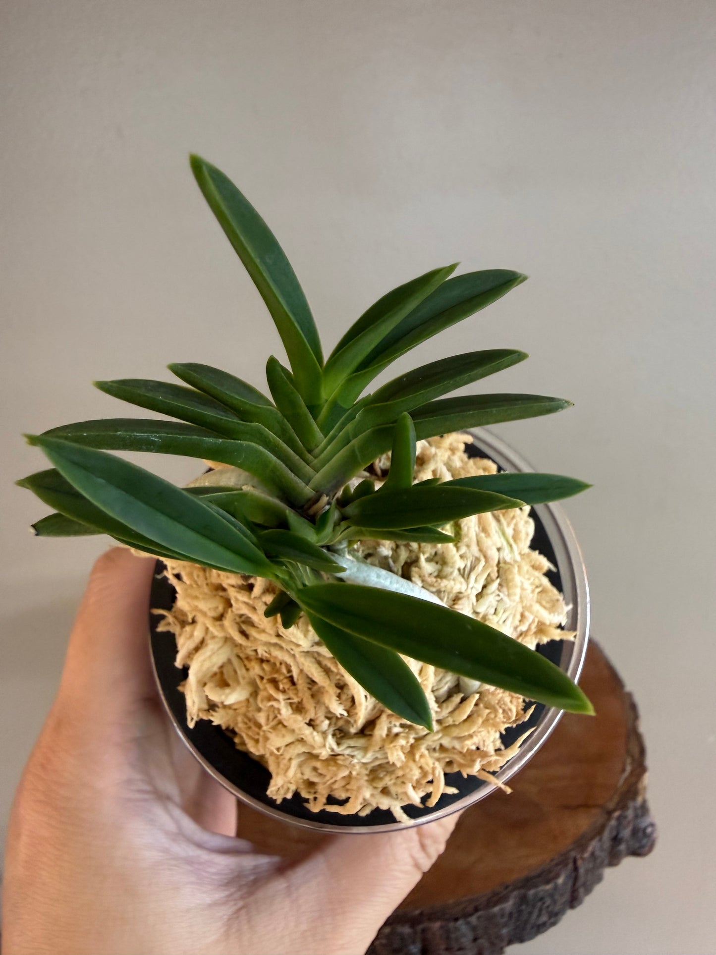 Neofinetia falcata Tensenrui 天蟾類
