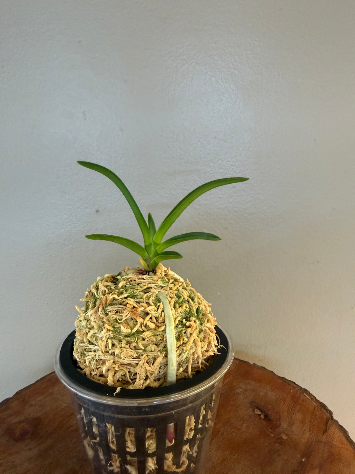 Neofinetia falcata Mangekyo 万華境