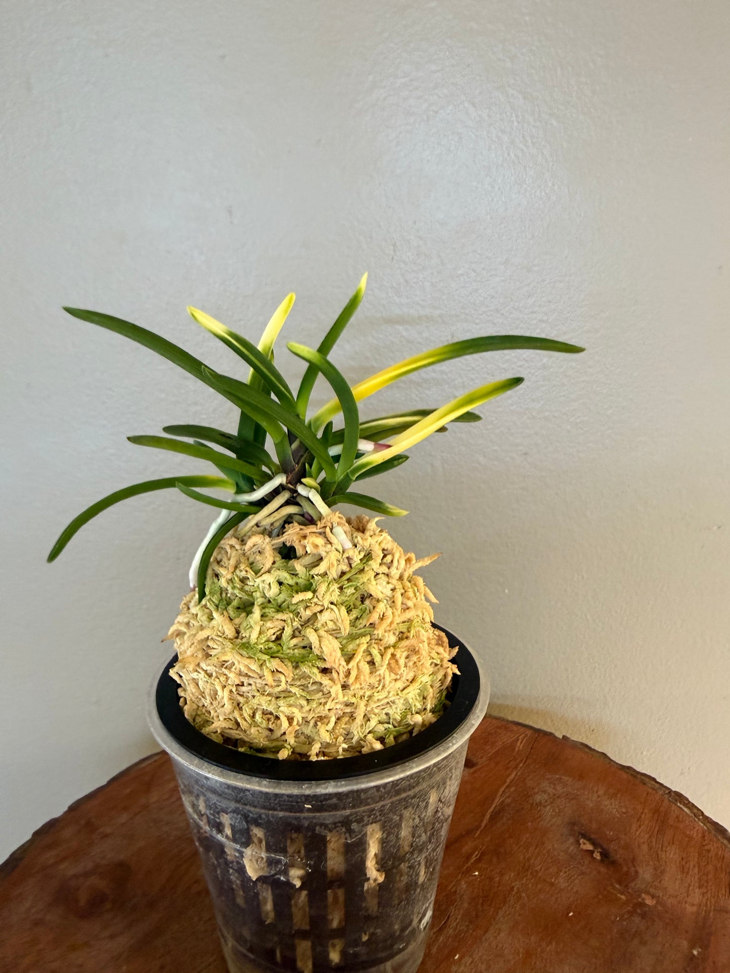 Neofinetia falcata Hokage 火影