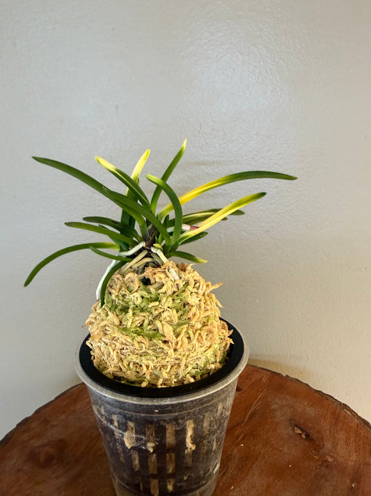 Neofinetia falcata Hokage 火影