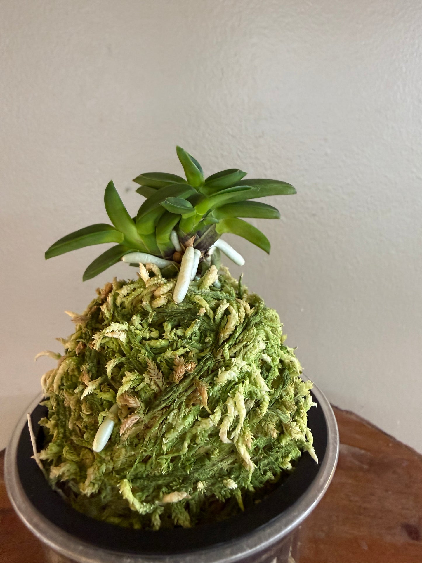 Neofinetia falcata Mame Suzumushi 豆鈴虫