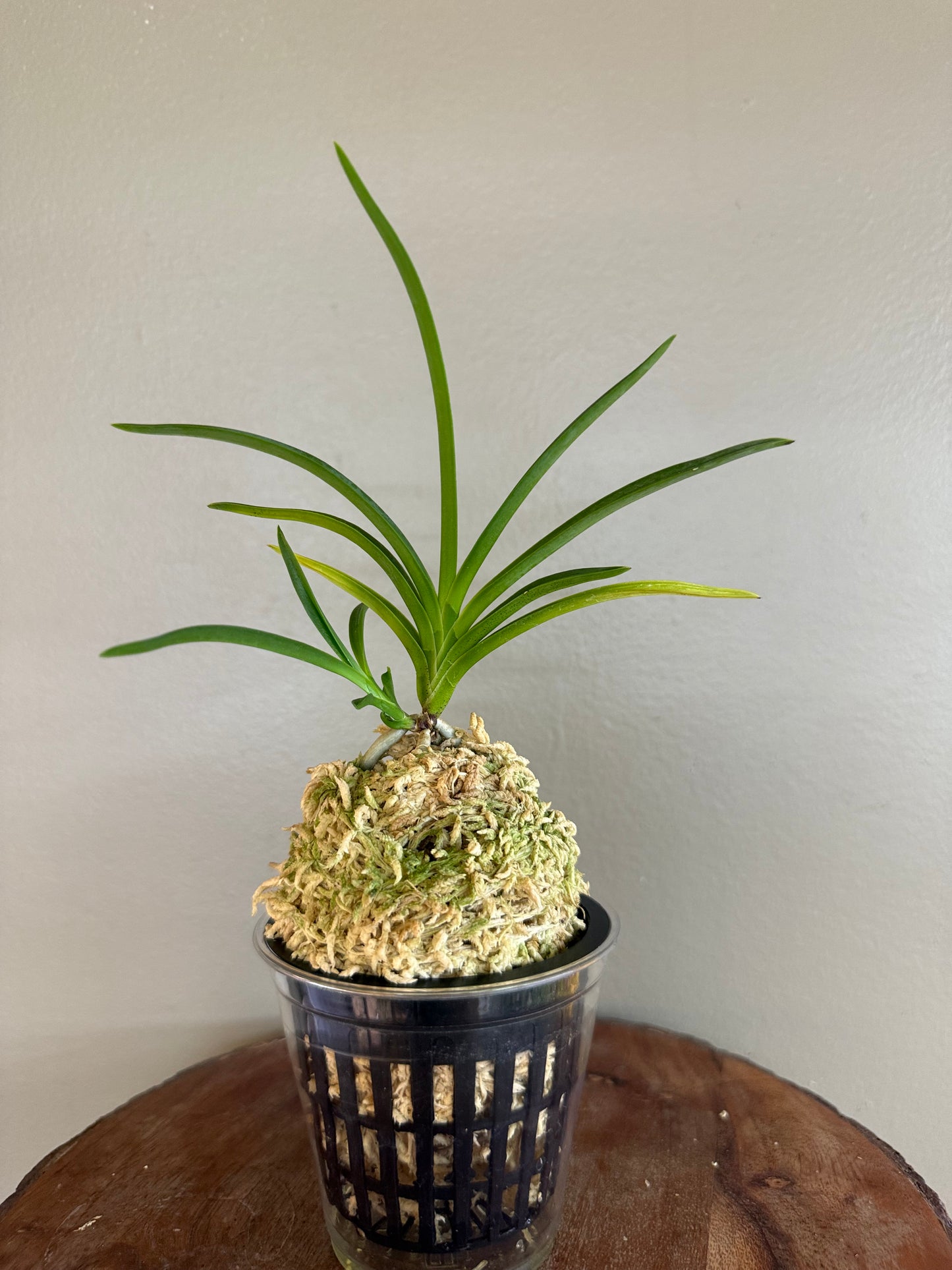 Neofinetia falcata Hwangjiyeon 黃池淵