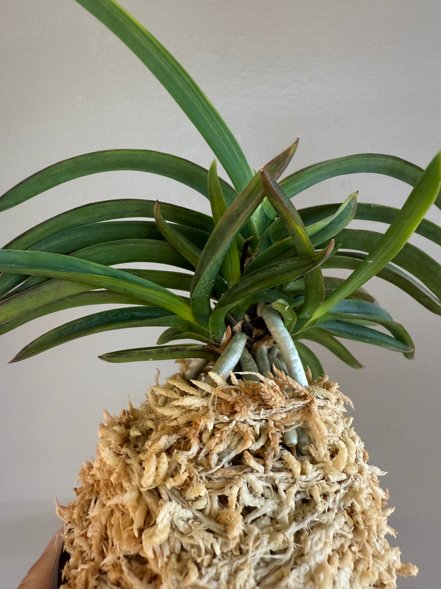 Neofinetia falcata Beniogi 紅扇