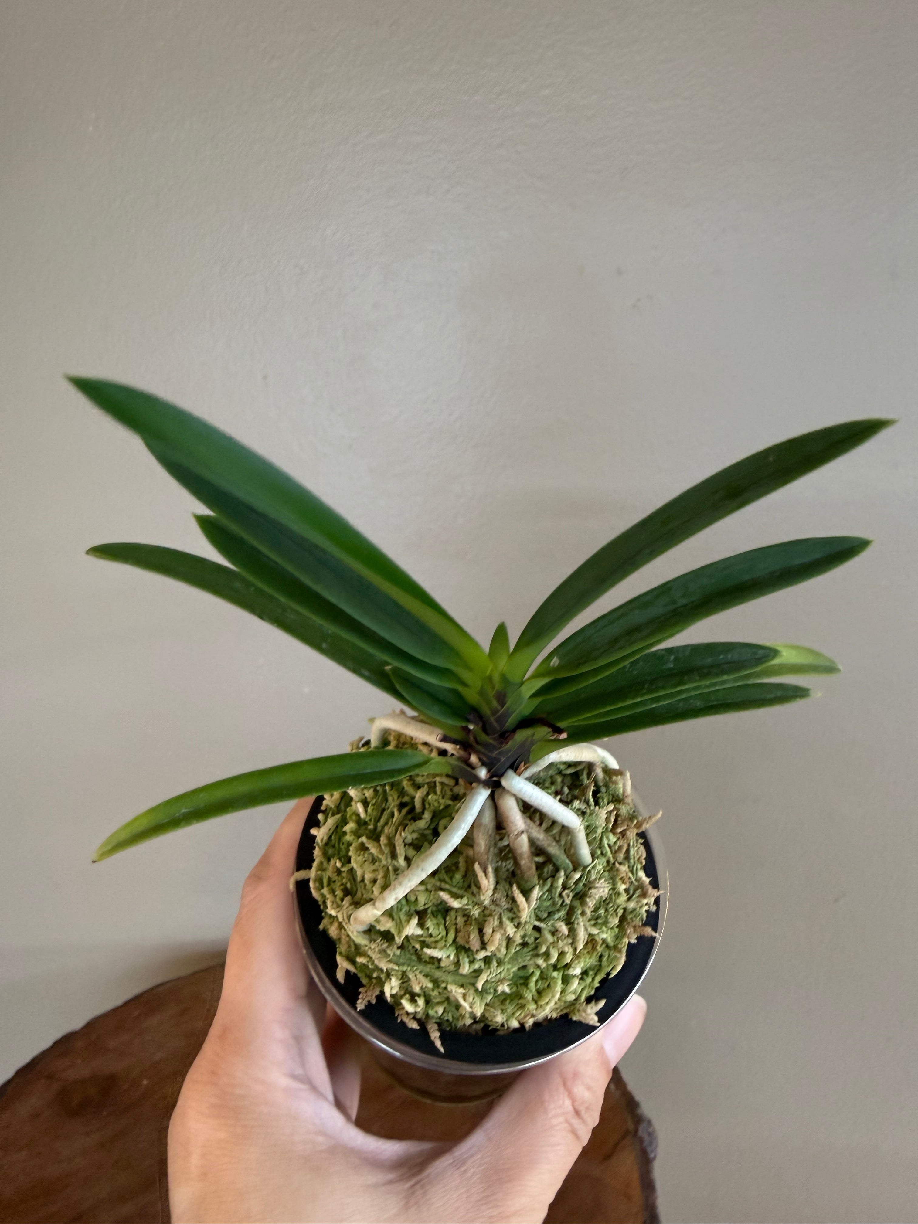 Neofinetia falcata Hanakanzashi 花簪 – Helen's Orchid House
