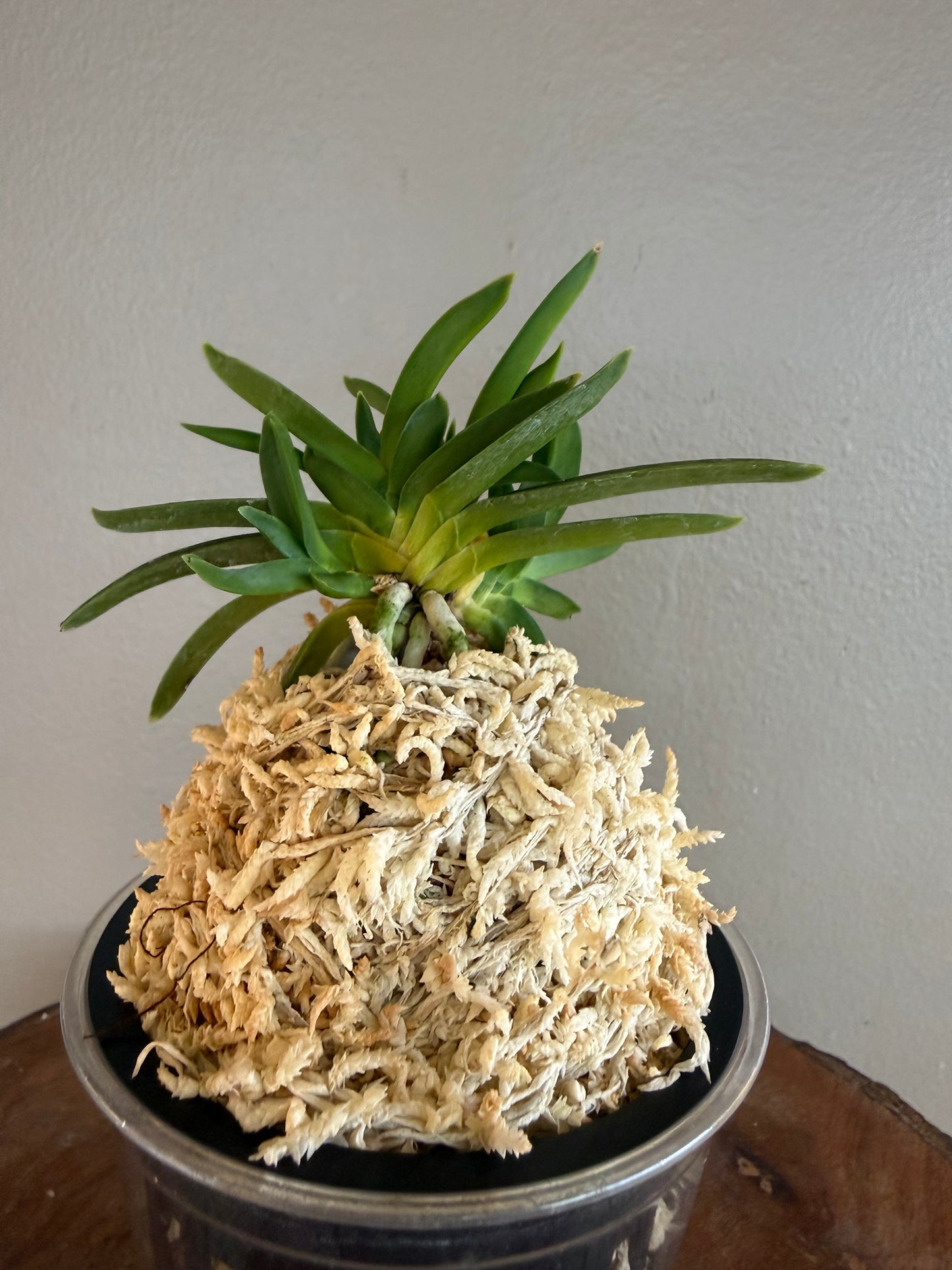 Neofinetia falcata Junihitoe 十二単