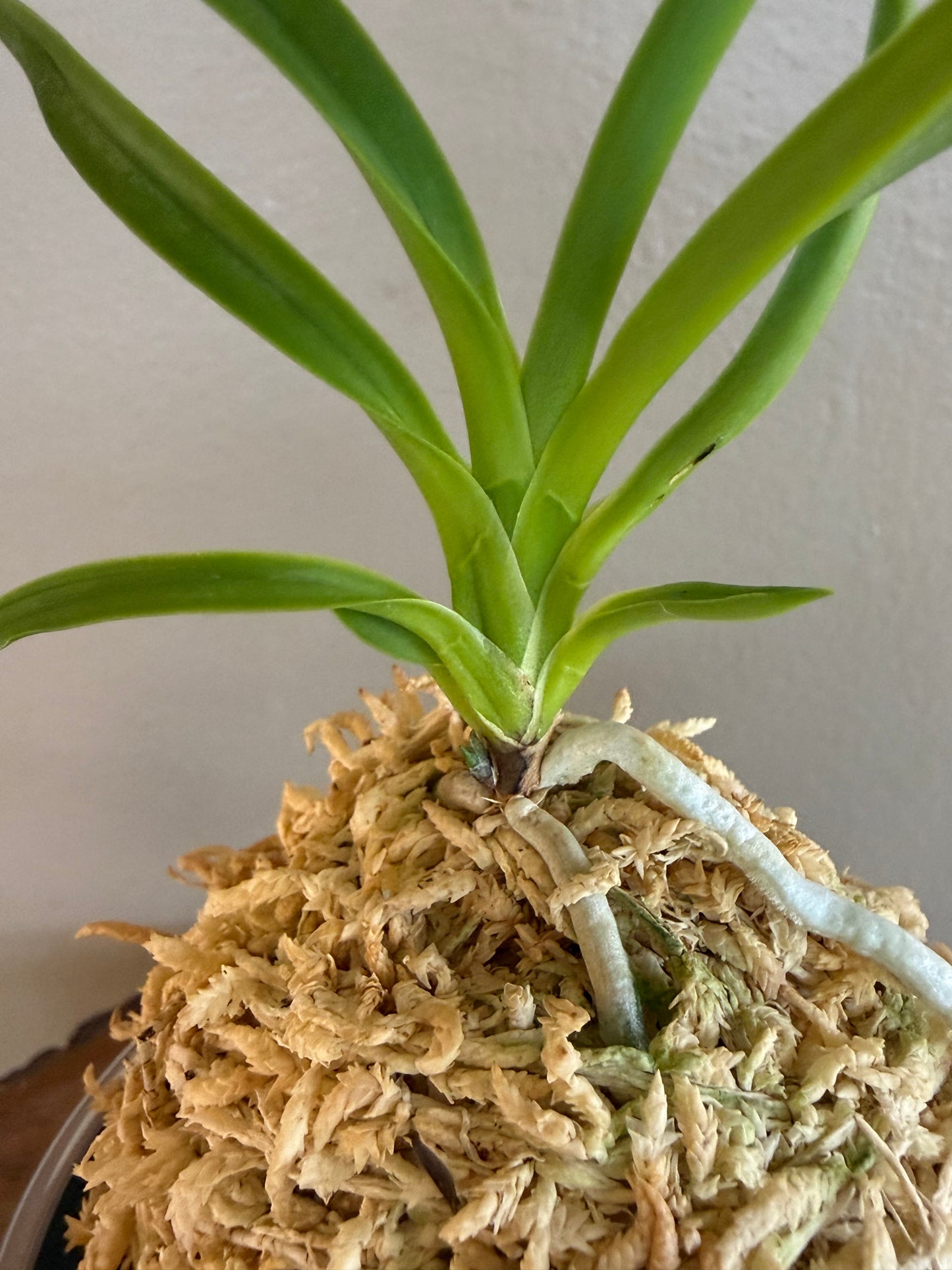 Neofinetia falcata Hwangjiyeon 黃池淵