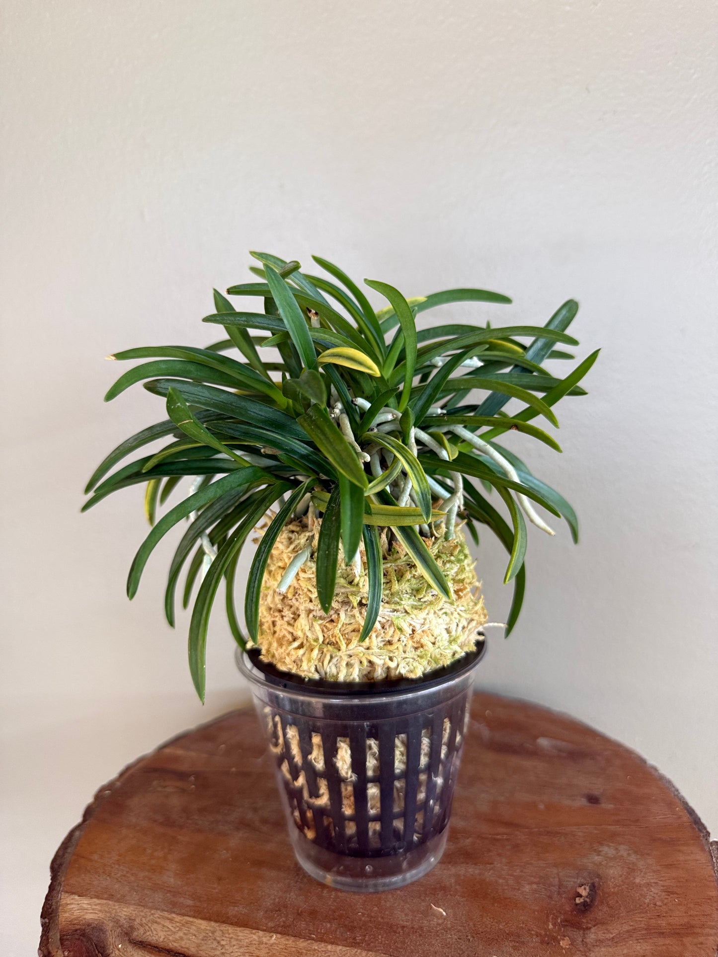 Neofinetia falcata Yaegoromo 八重衣