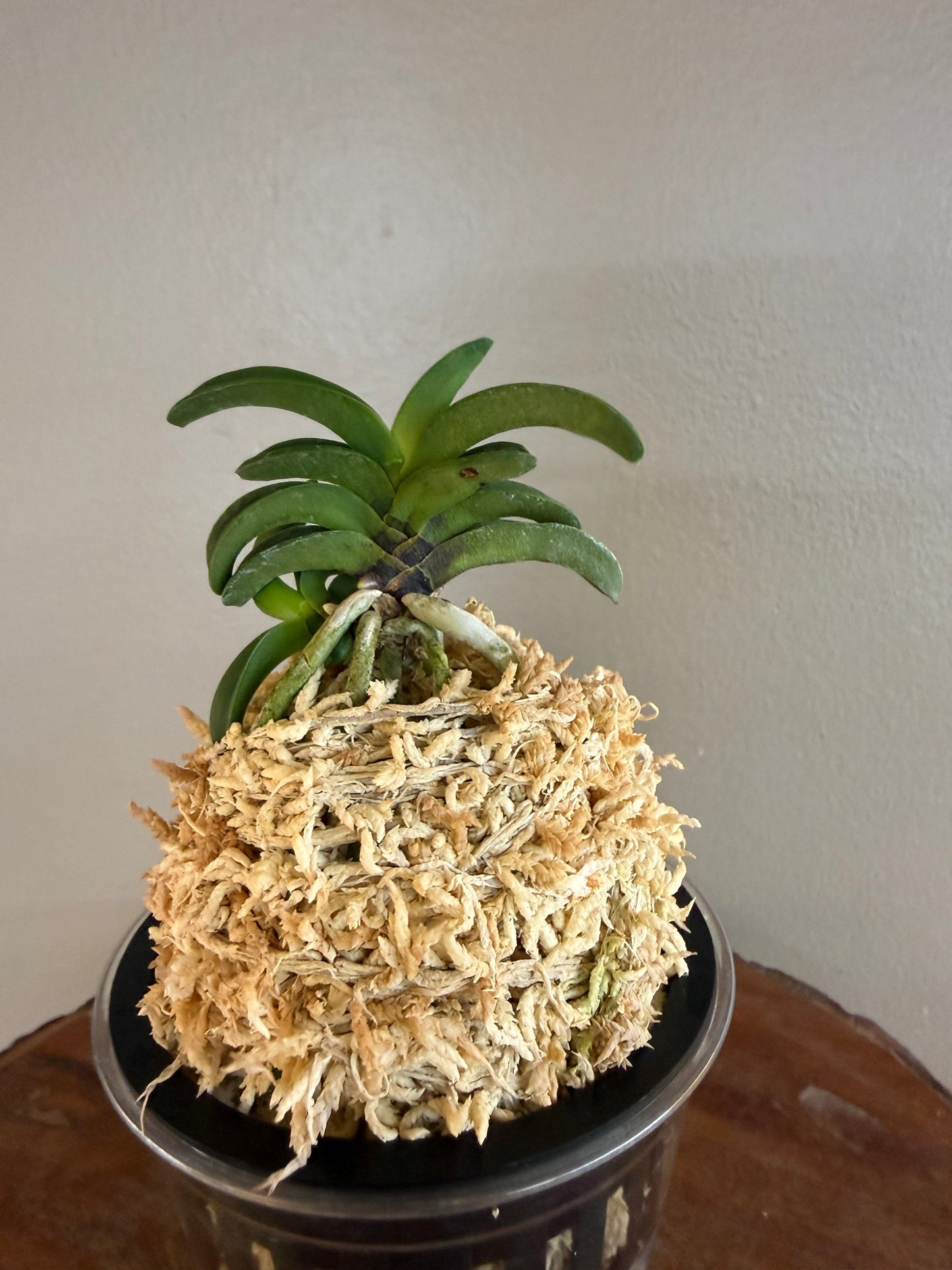 Neofinetia falcata Seikai 青海