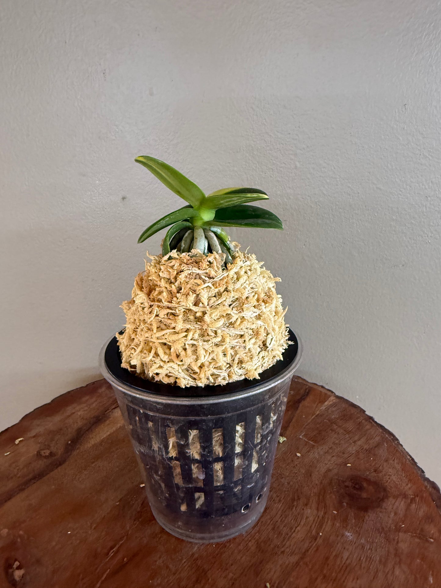 Sedirea japonica Minmaru Shima 名丸縞