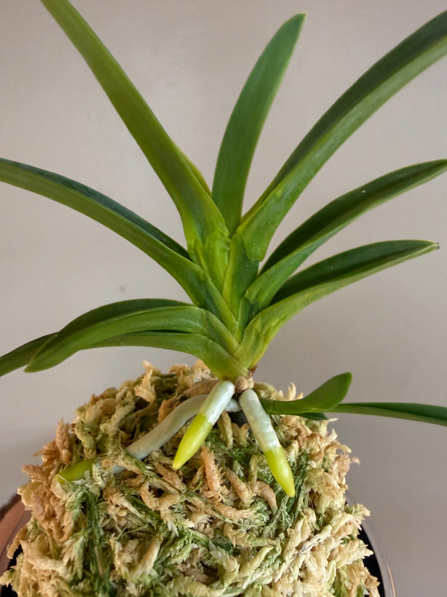 Neofinetia falcata Ushiwakamaru 牛若丸