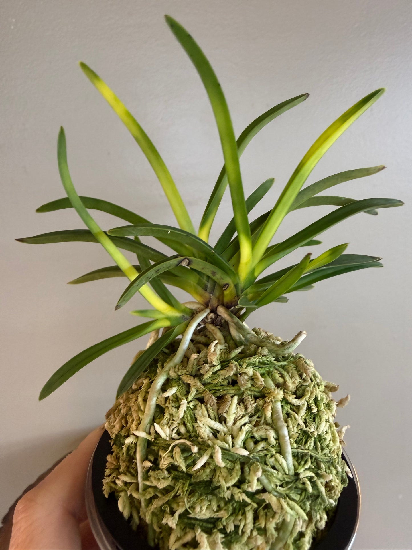Neofinetia falcata Zuiun 瑞雲