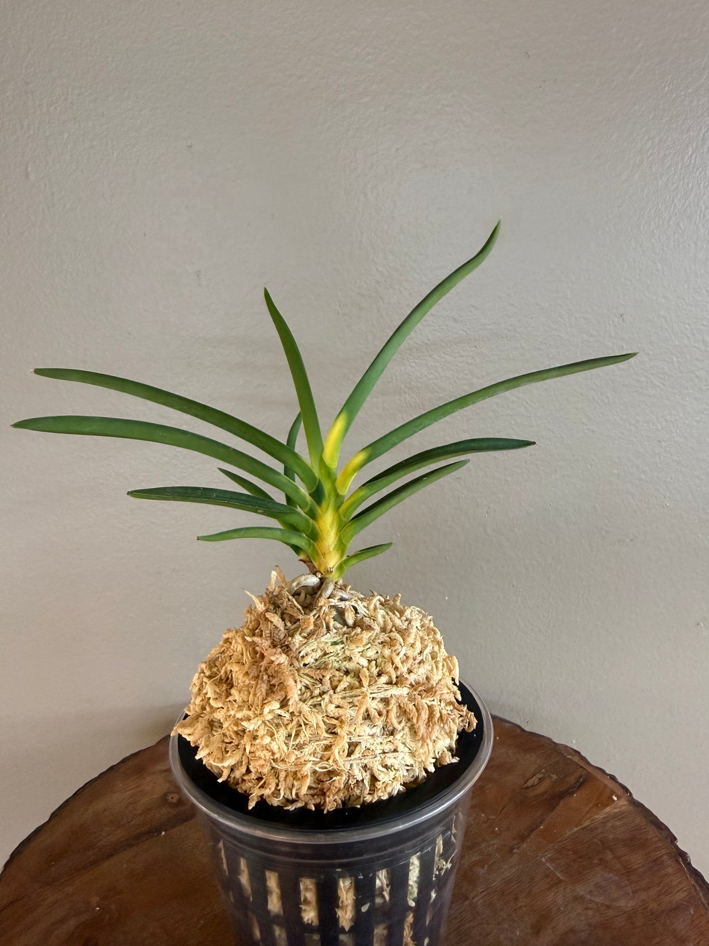 Neofinetia falcata Shinkiro 蜃気楼