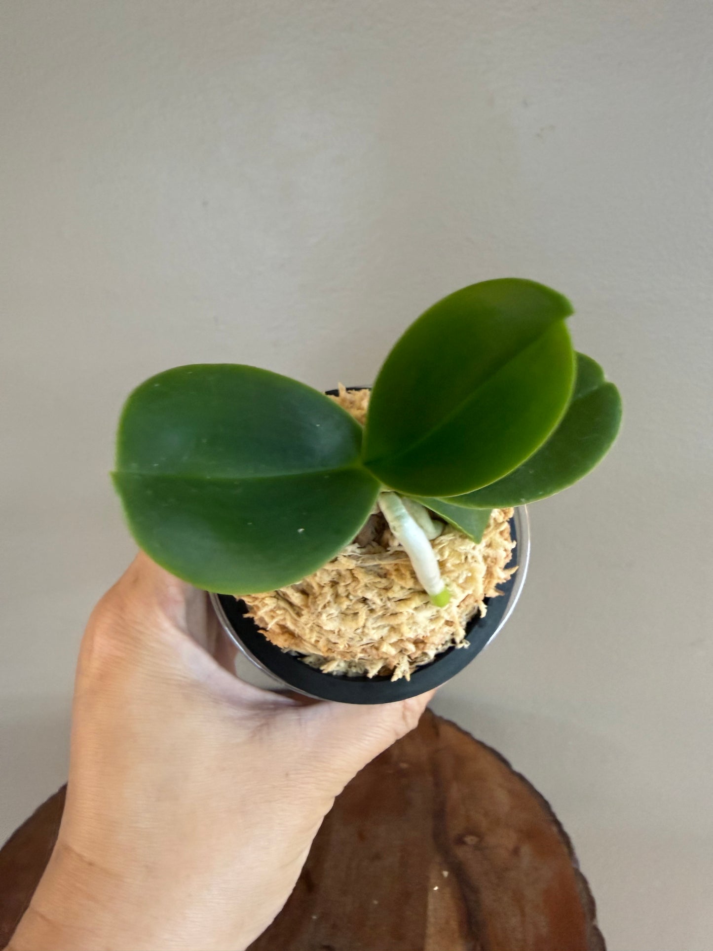 Sedirea japonica NAGORAN 名護蘭