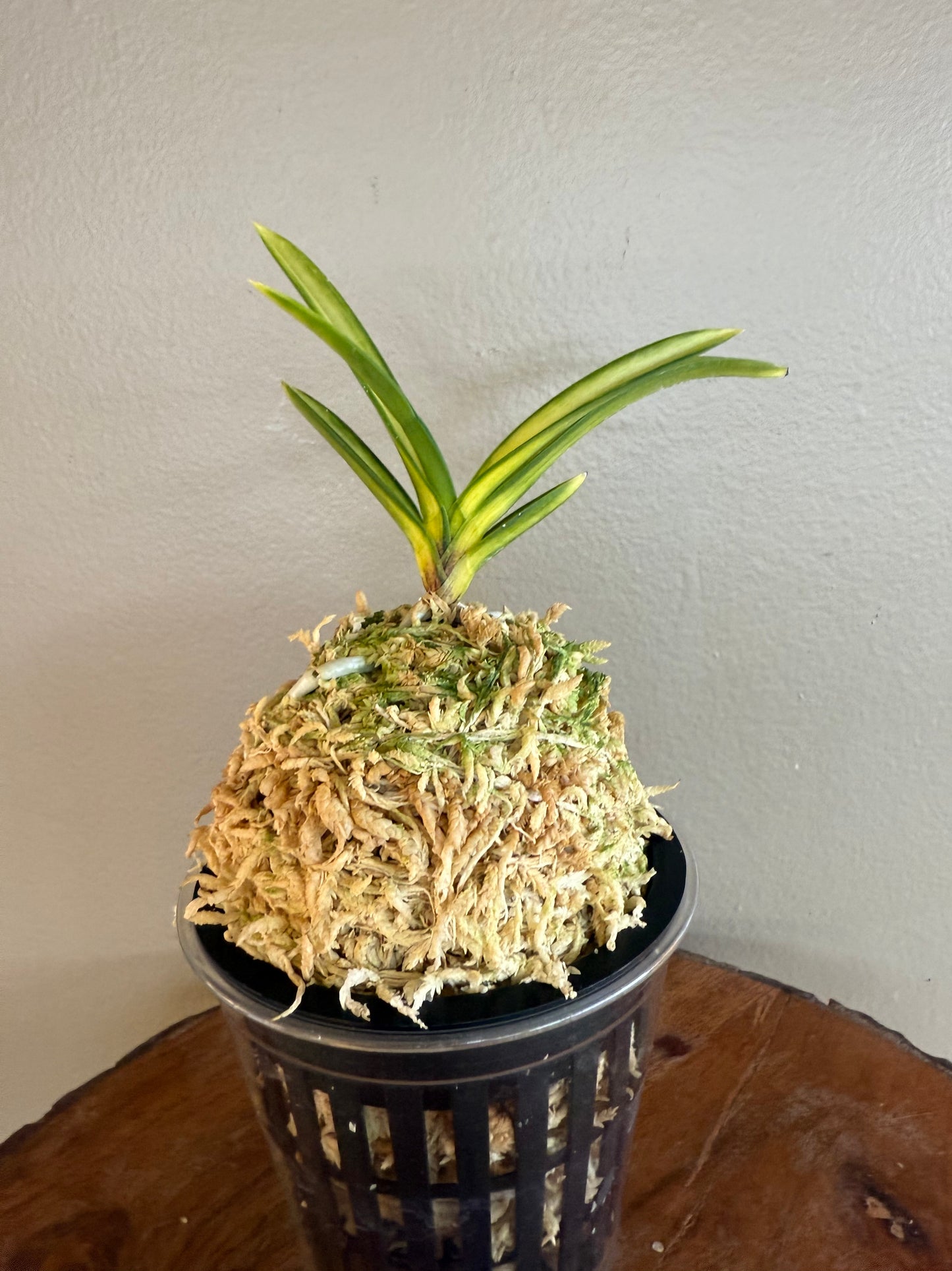 Neofinetia falcata Oboroduki 朧月