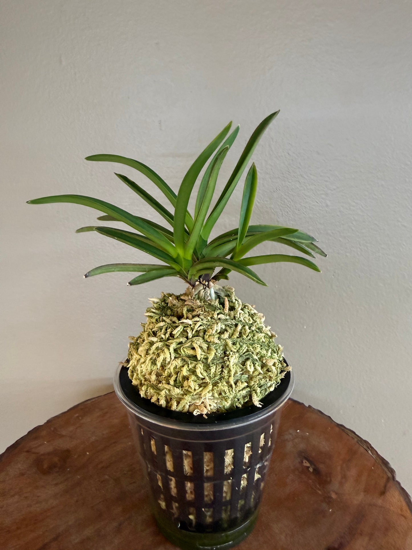 Neofinetia falcata Beniogi 紅扇