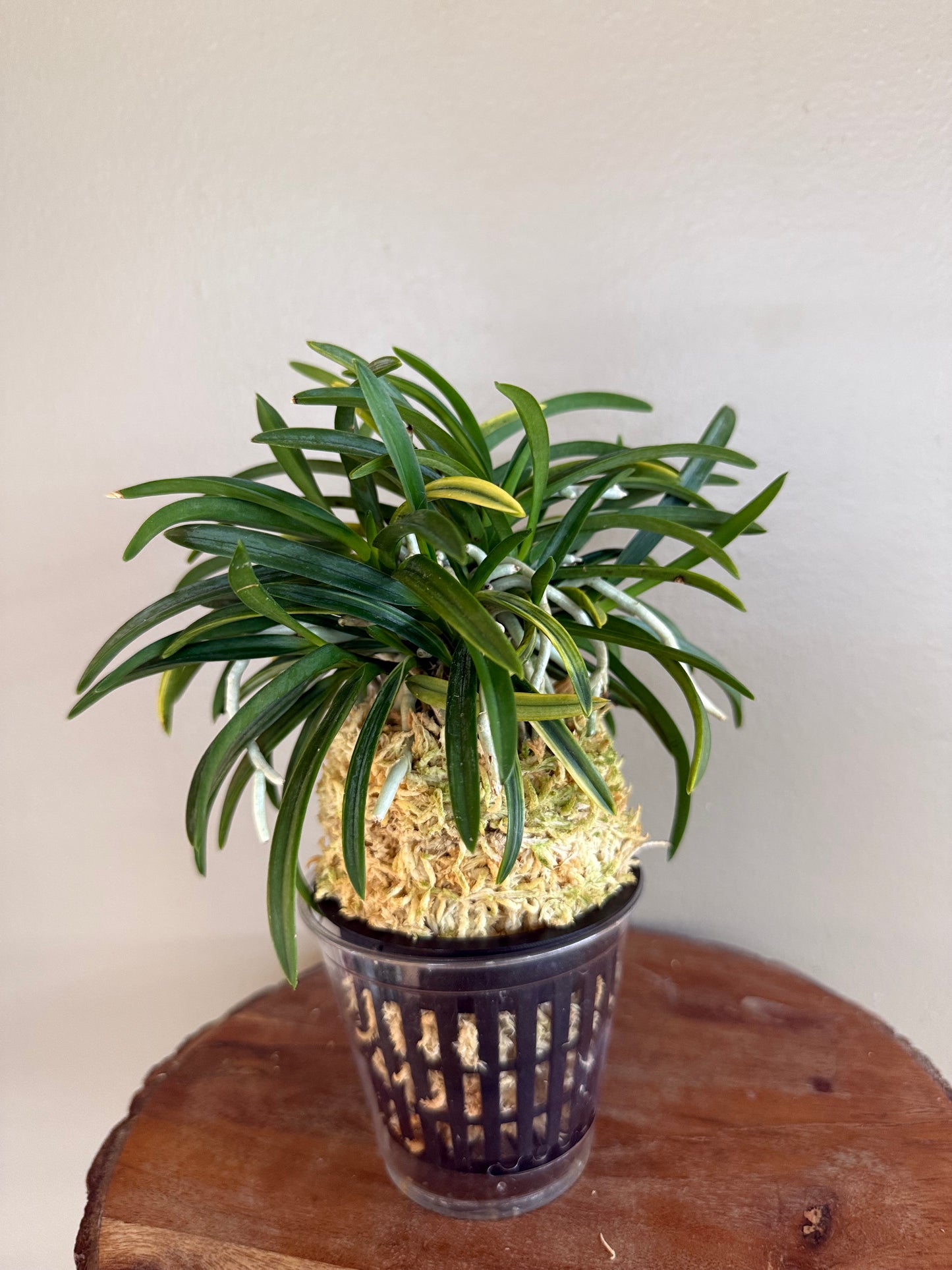 Neofinetia falcata Yaegoromo 八重衣