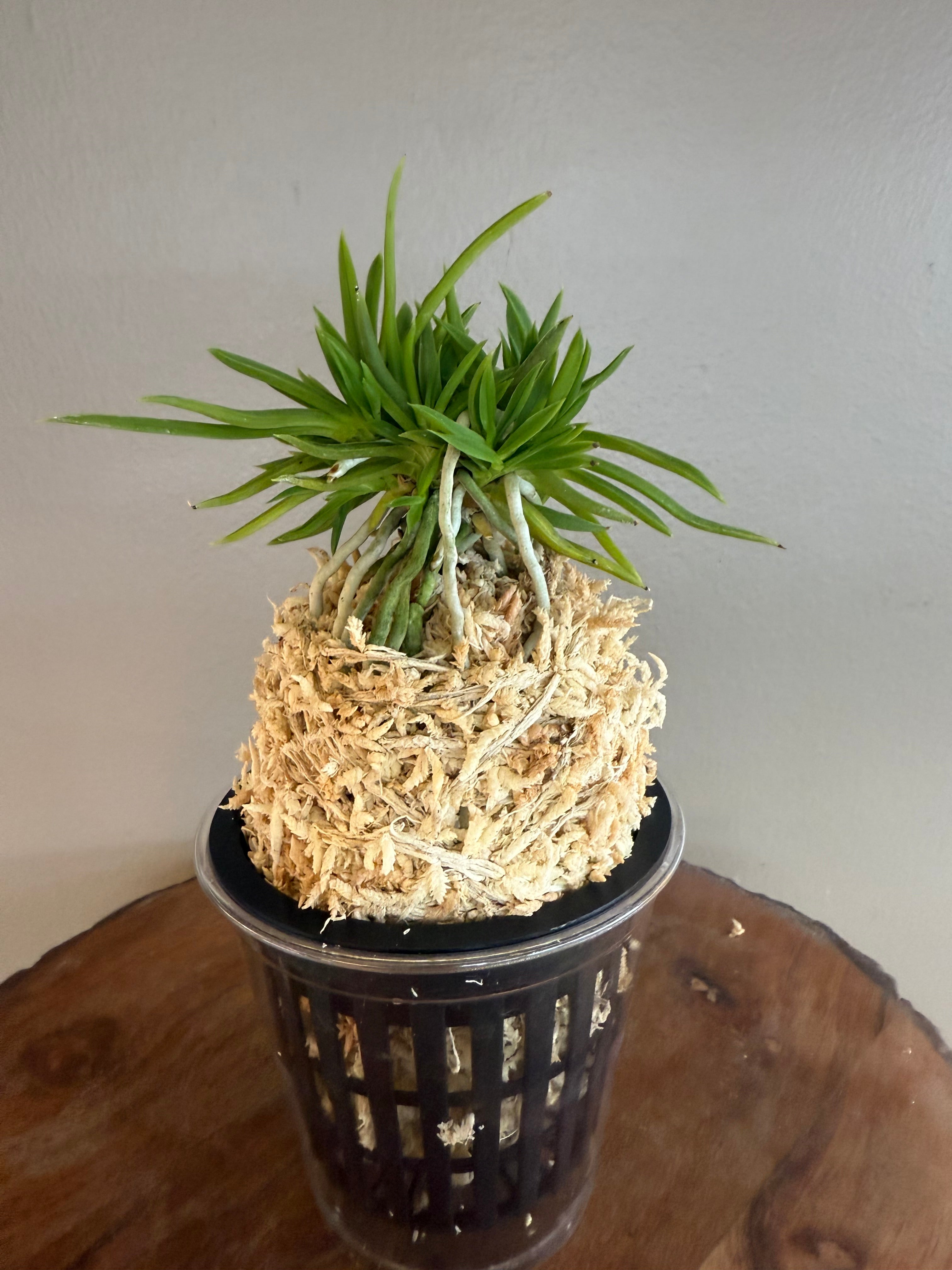 Neofinetia falcata – Page 3 – Helen's Orchid House