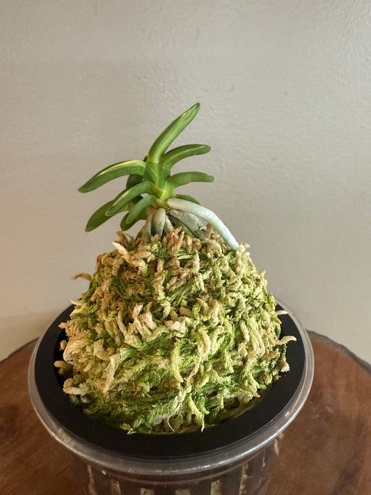 Neofinetia falcata Chwiwolho 翠月湖