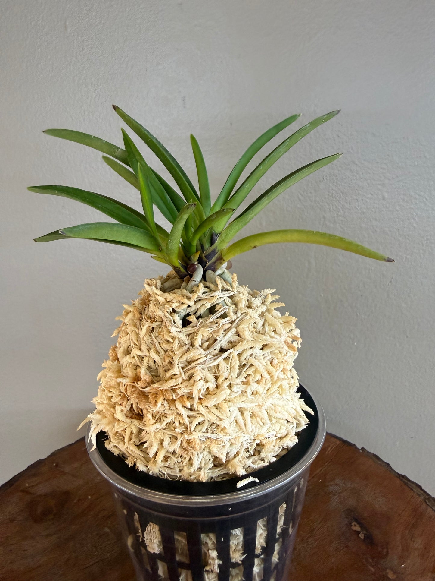 Neofinetia falcata Raizan 雷山