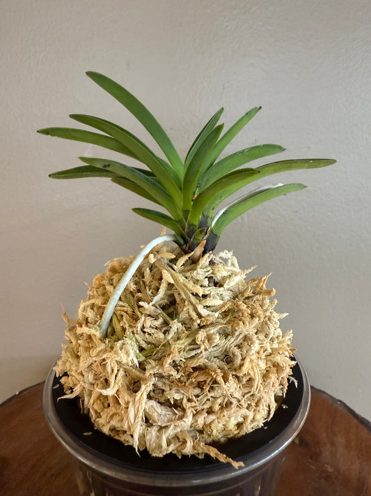 Neofinetia falcata Keigetsu 桂月