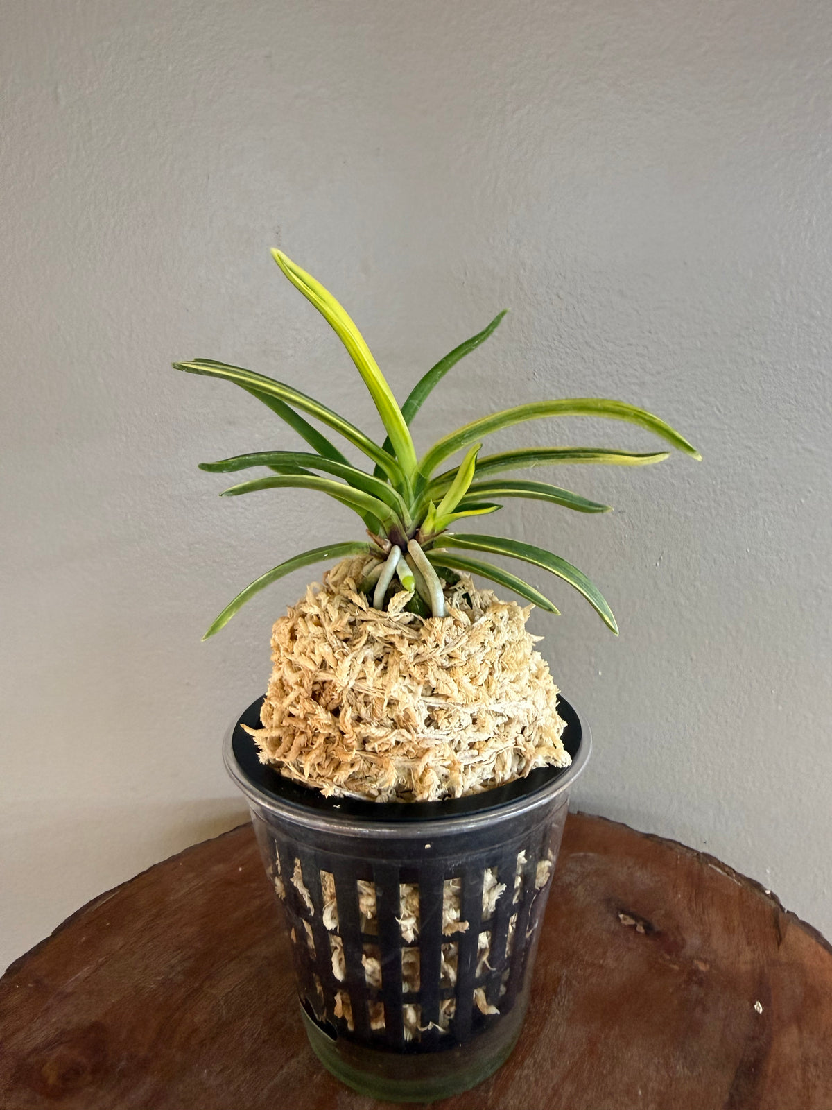 Neofinetia falcata Fugaku 富嶽