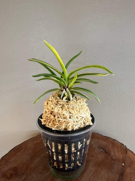 Neofinetia falcata Fugaku 富嶽