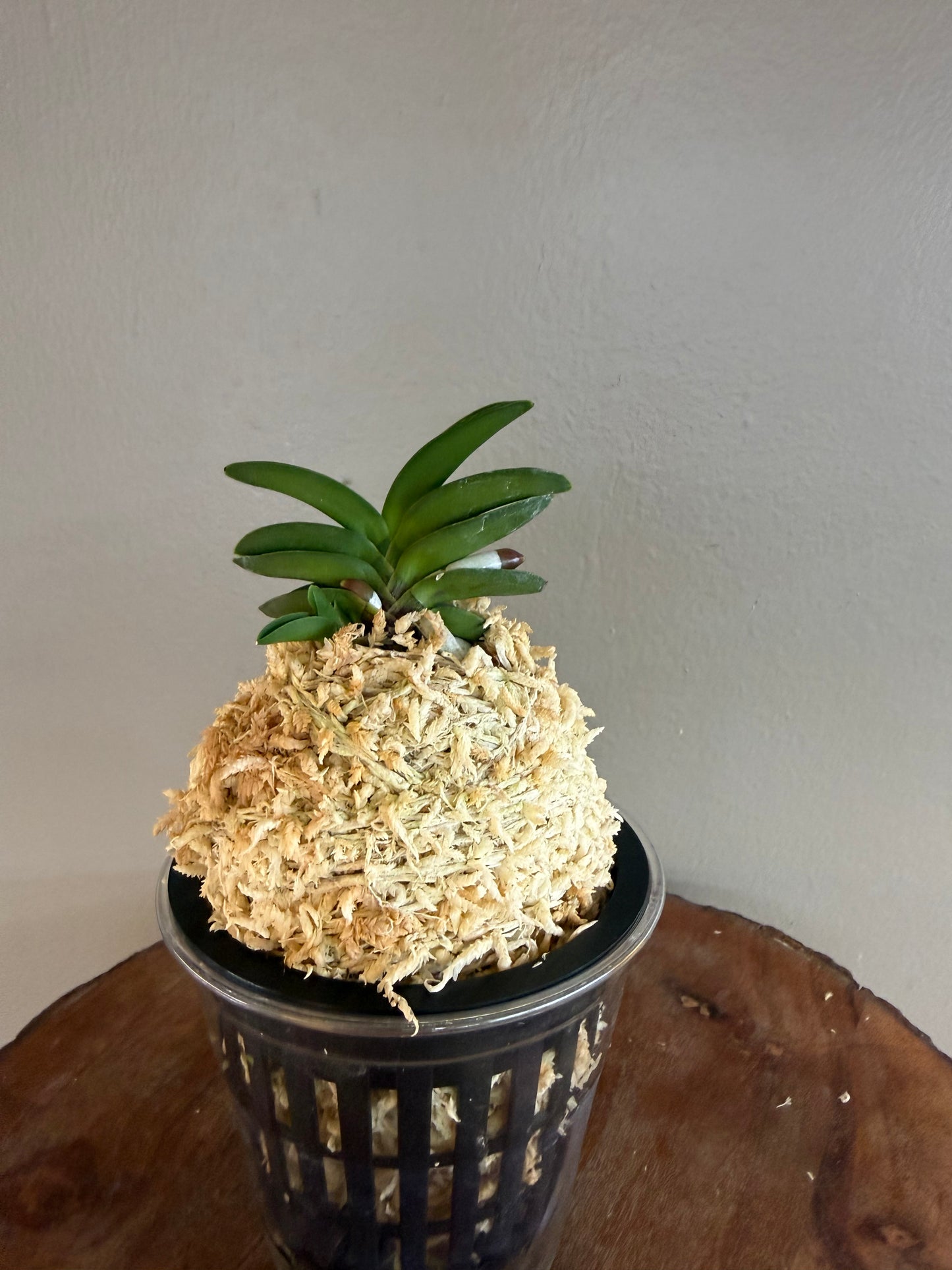 Neofinetia falcata Jangwon 壯元
