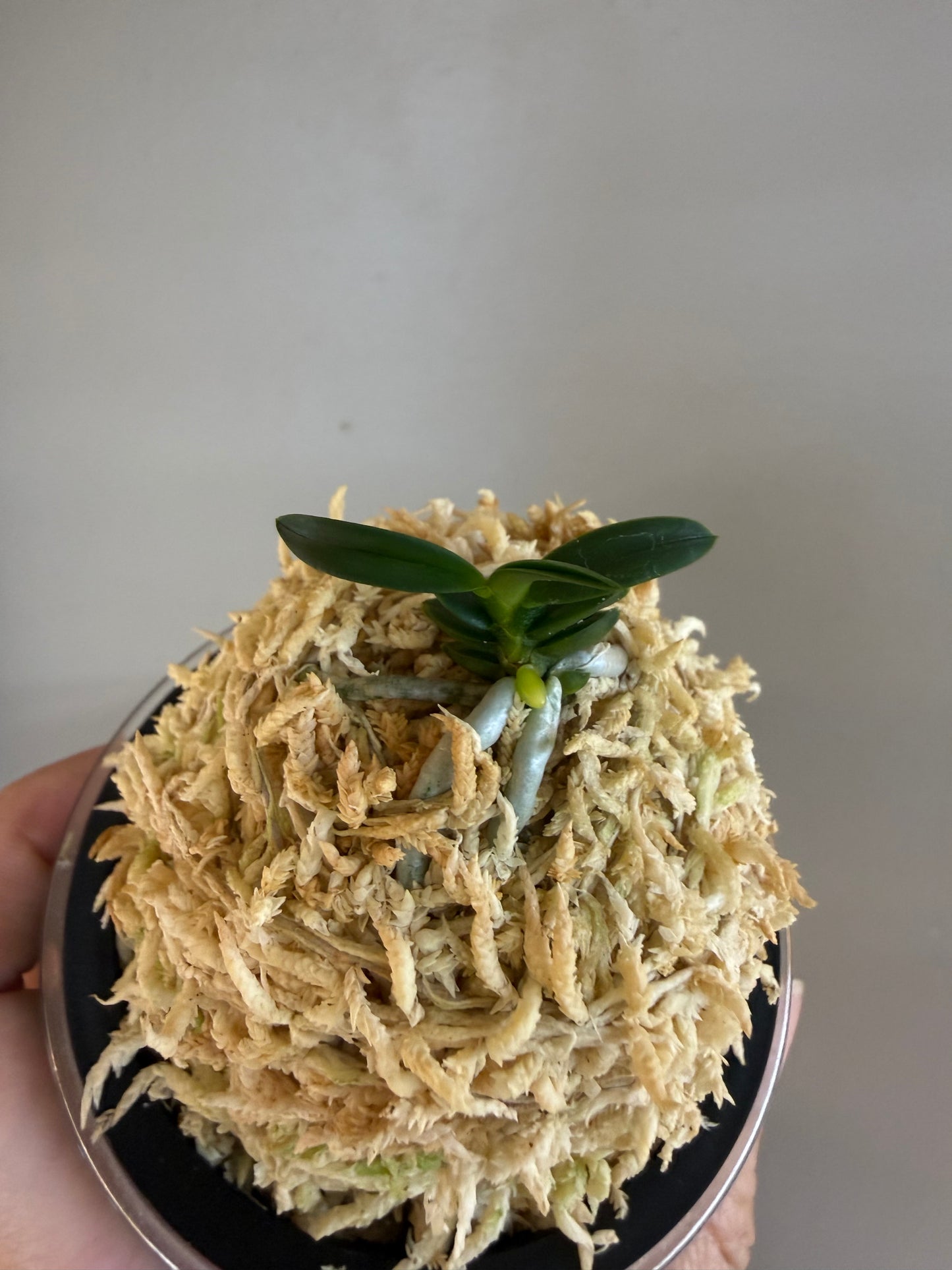 Neofinetia falcata Senzai 千載