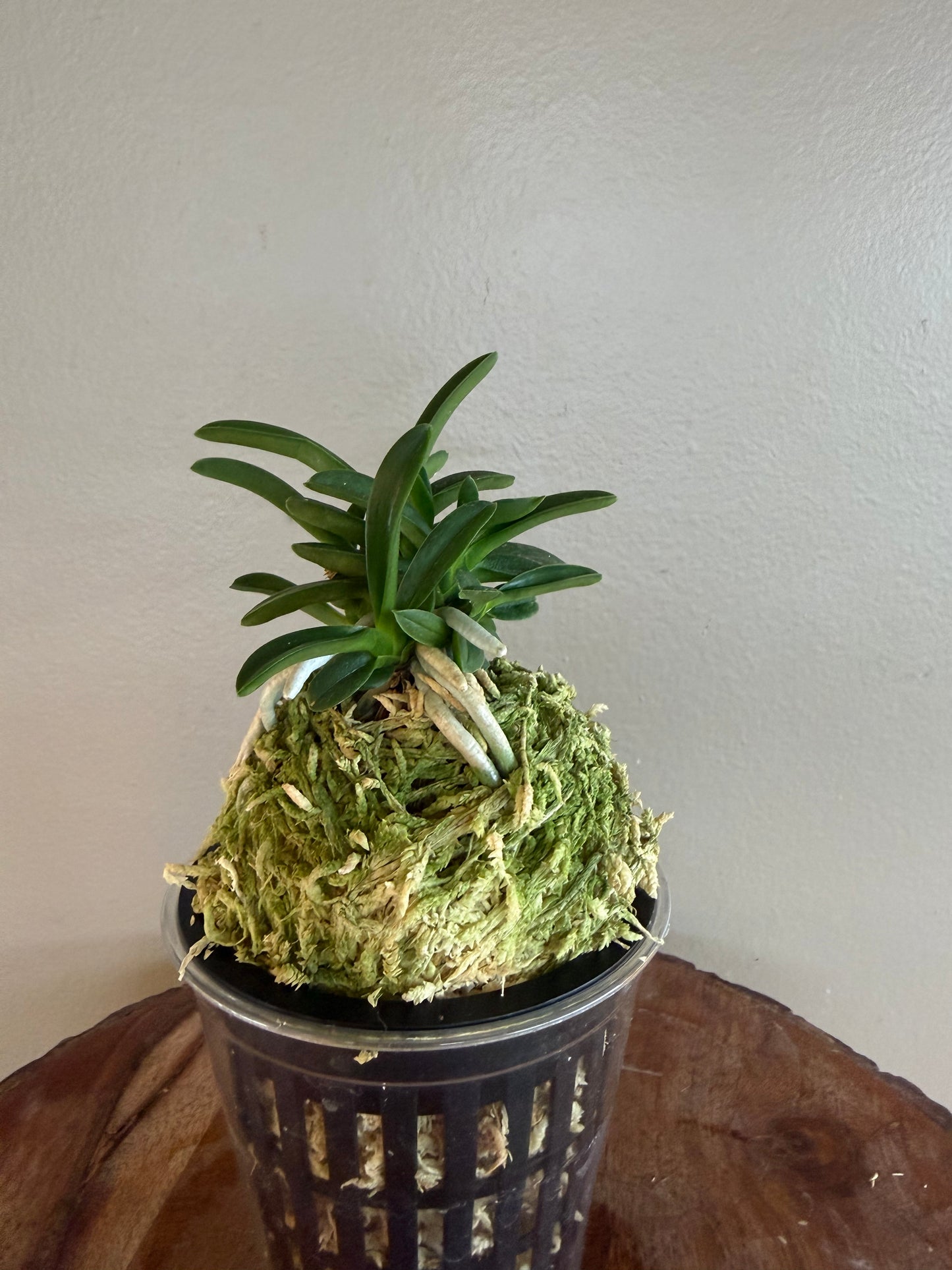 Neofinetia falcata Odong 烏童(Eboshimaru Short Leaves ）