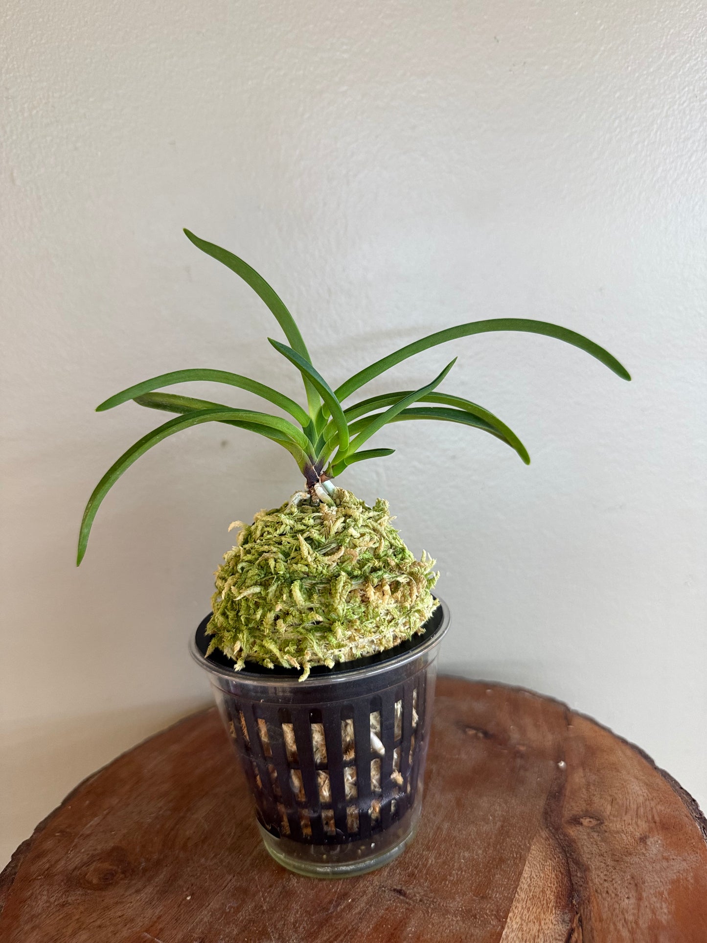 Neofinetia falcata Jangjahong 長紫紅
