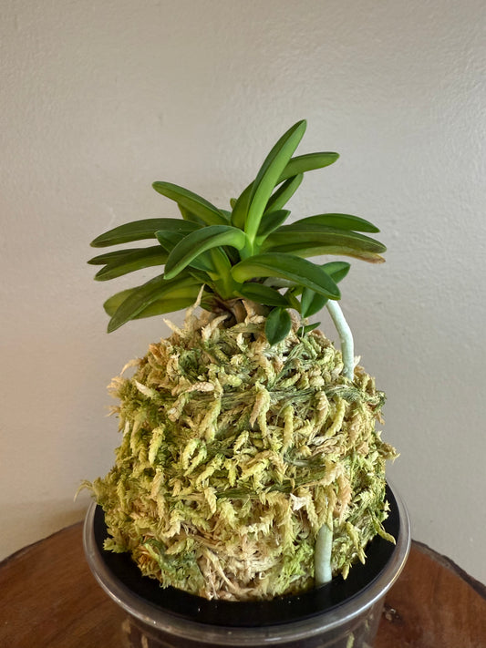 Neofinetia falcata Seidai 聖代