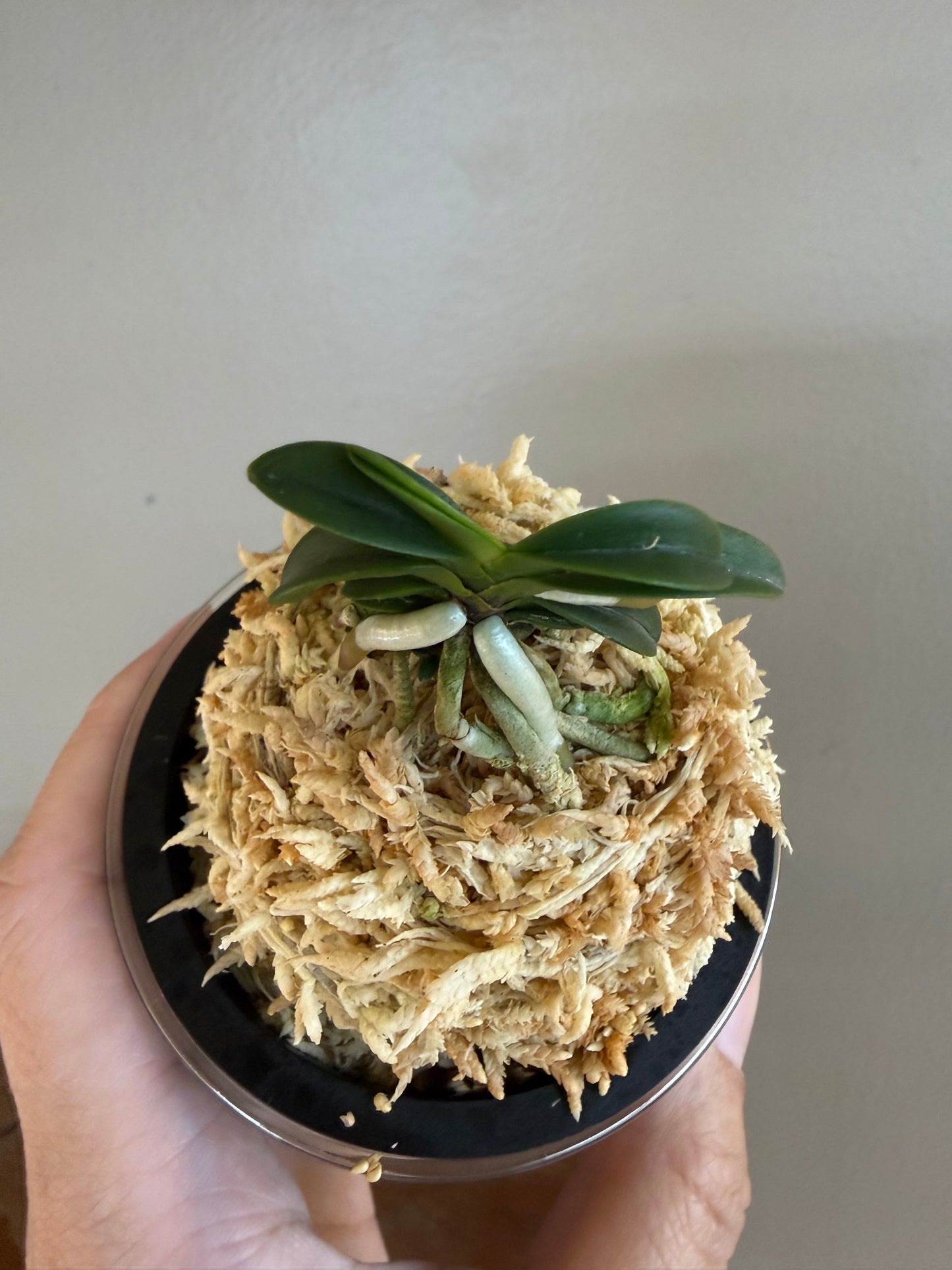 Neofinetia falcata Seikai 青海