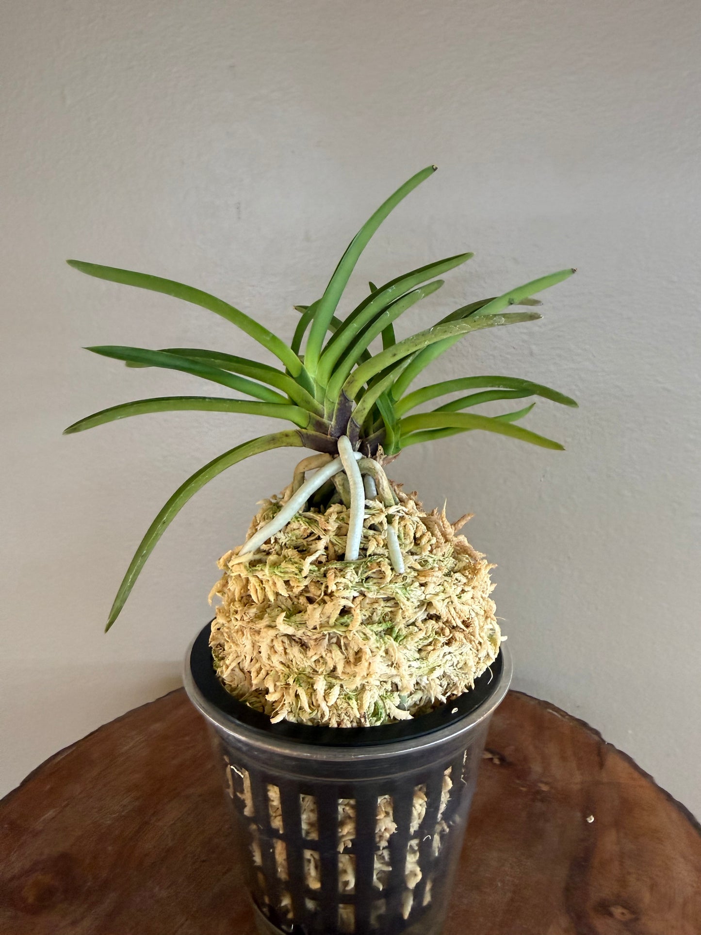 Neofinetia falcata Shineyukou 神龍紅