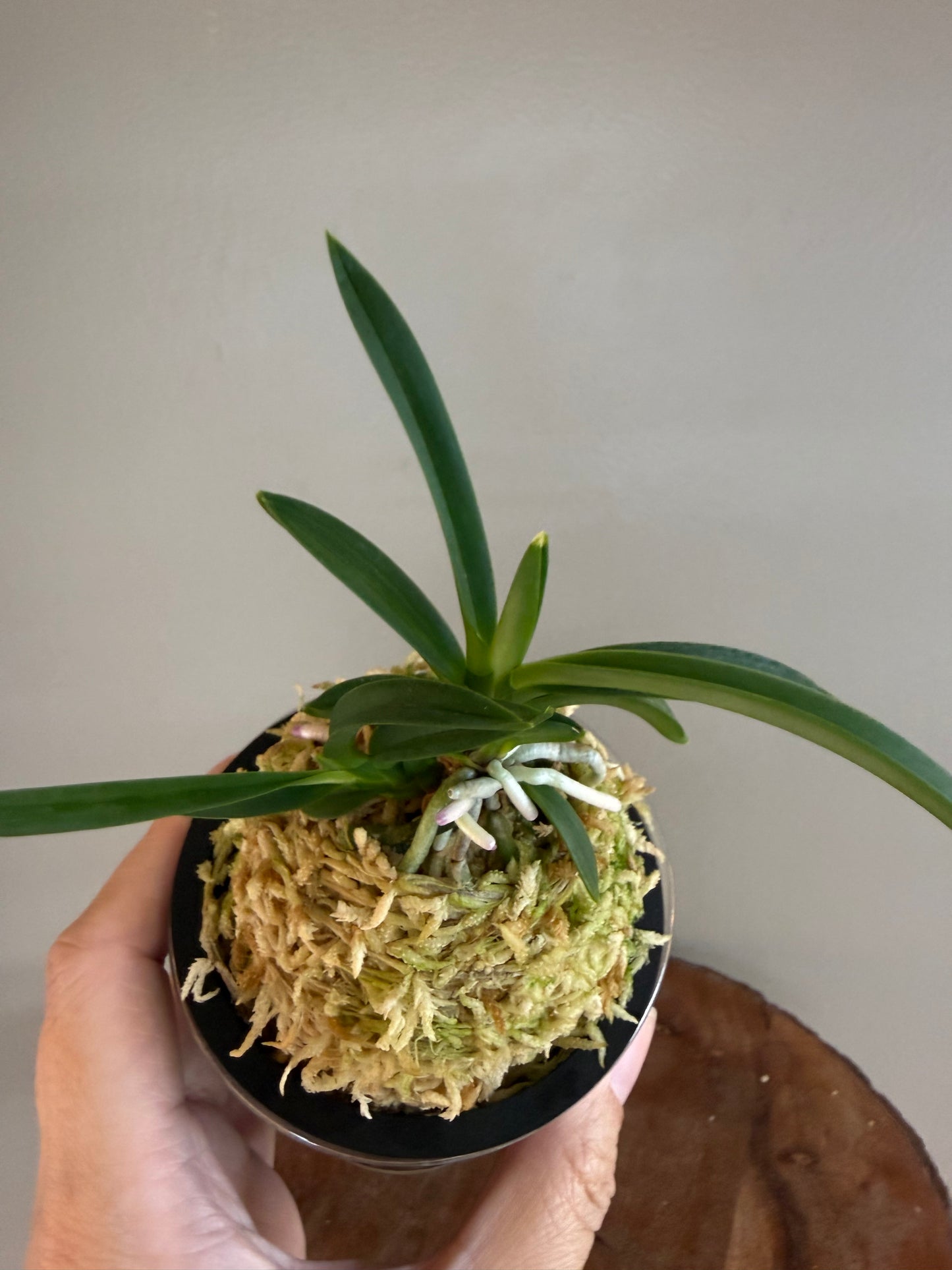 Neofinetia falcata Homeiden 豊明殿