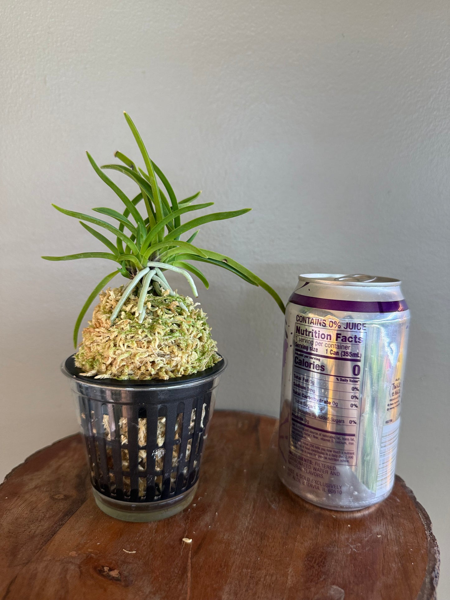 Neofinetia falcata Kibana 黃花