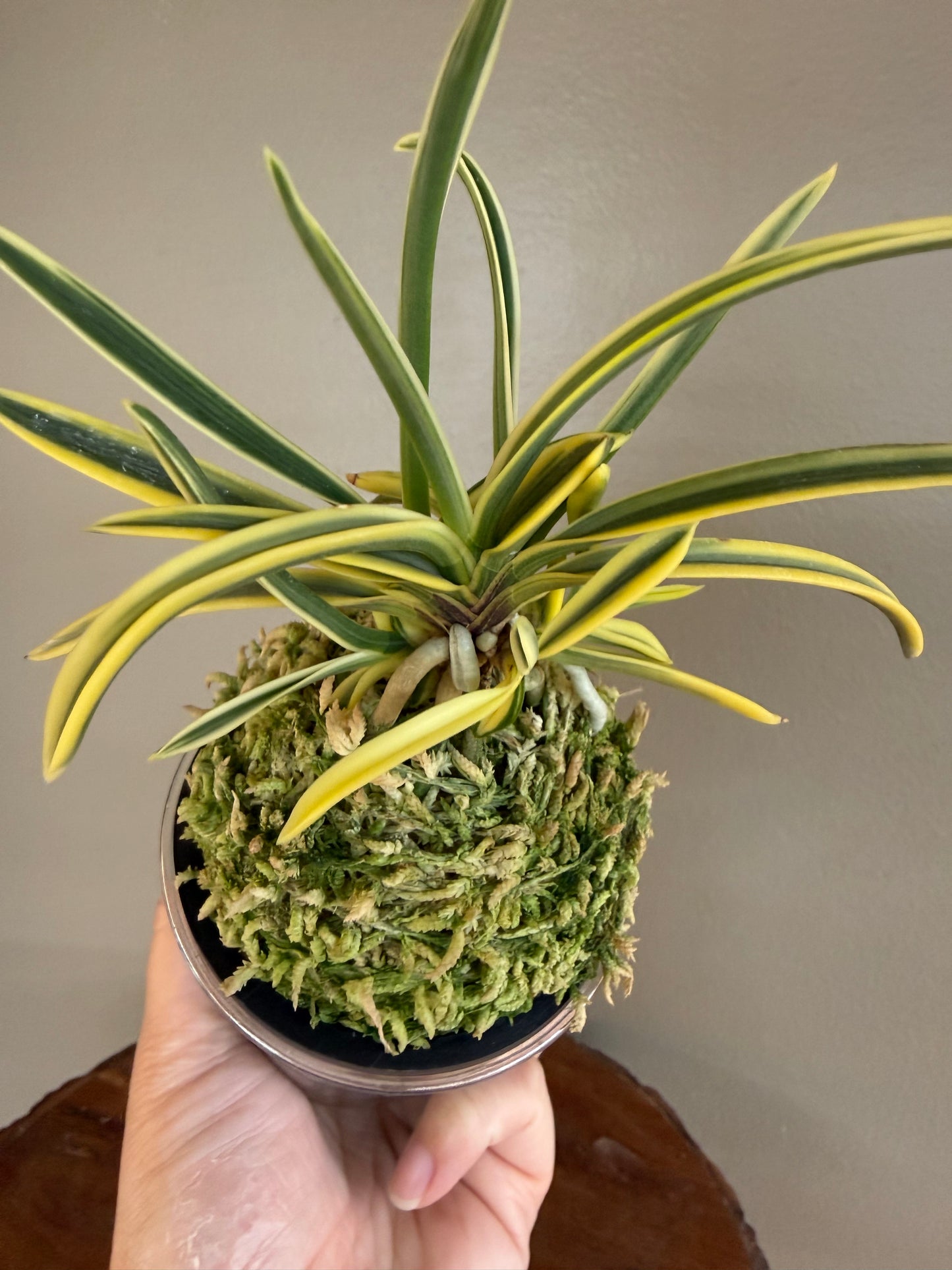 Neofinetia falcata Kotou Fukurin 湖東覆輪