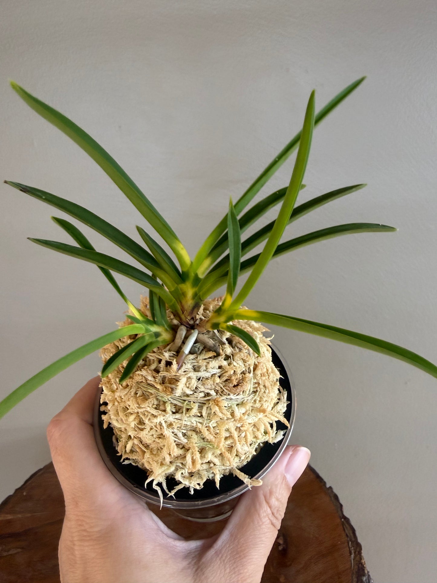 Neofinetia falcata Shinkiro 蜃気楼