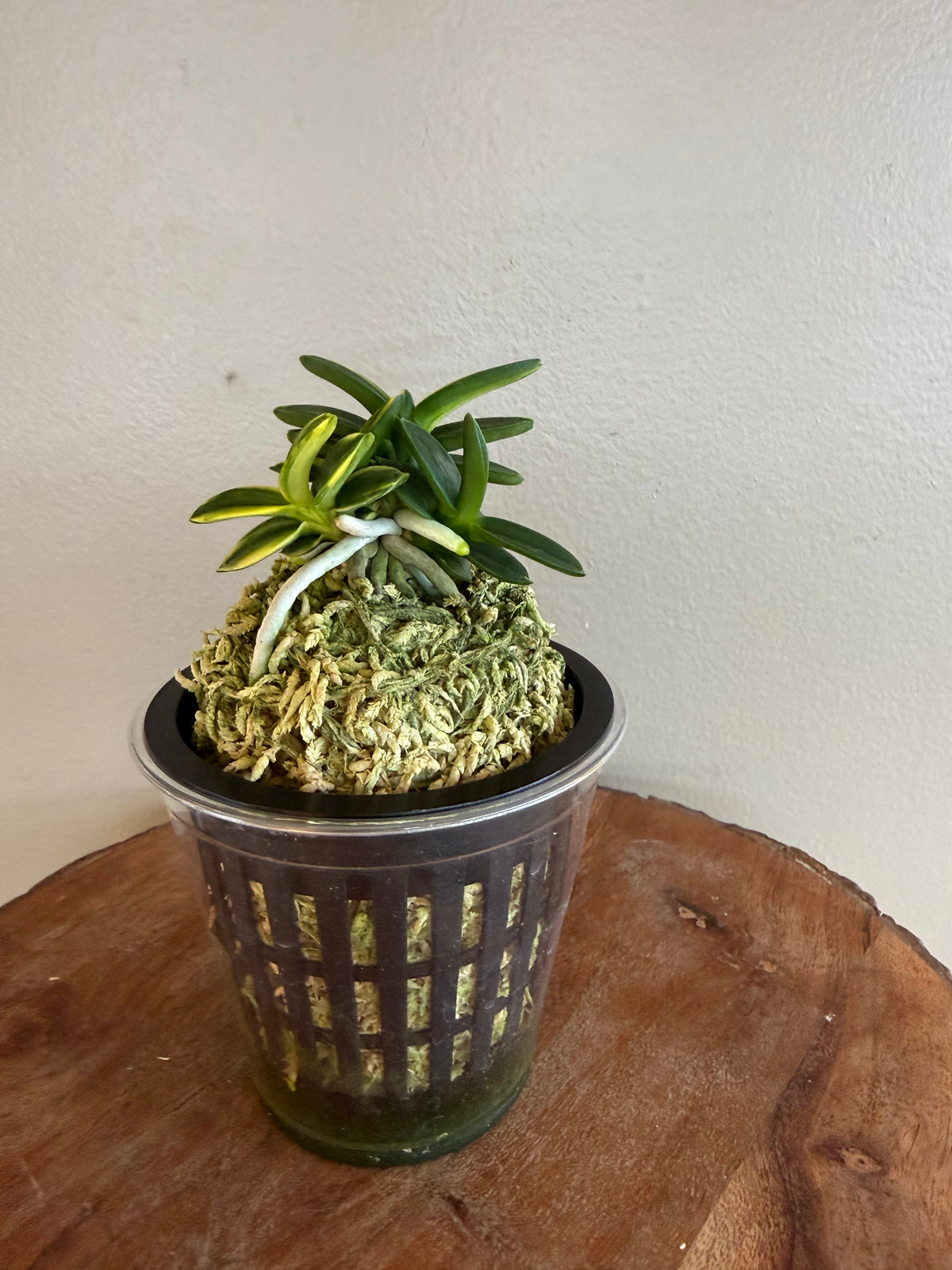 Neofinetia falcata Chwiwolho 翠月湖