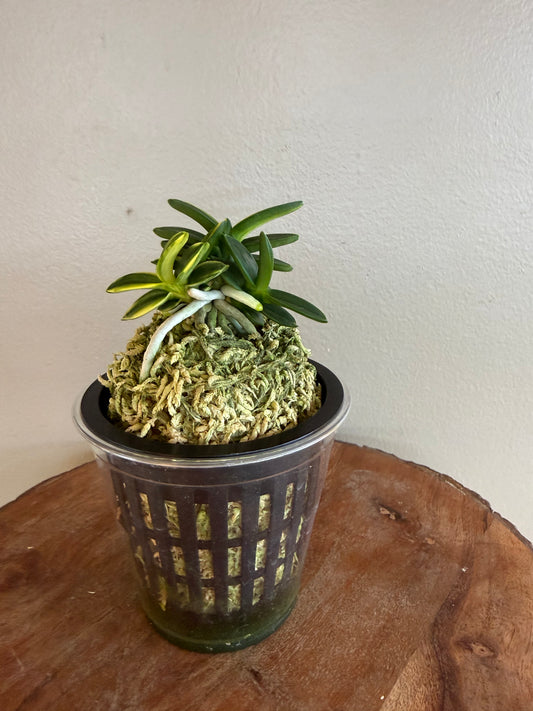 Neofinetia falcata Chwiwolho 翠月湖