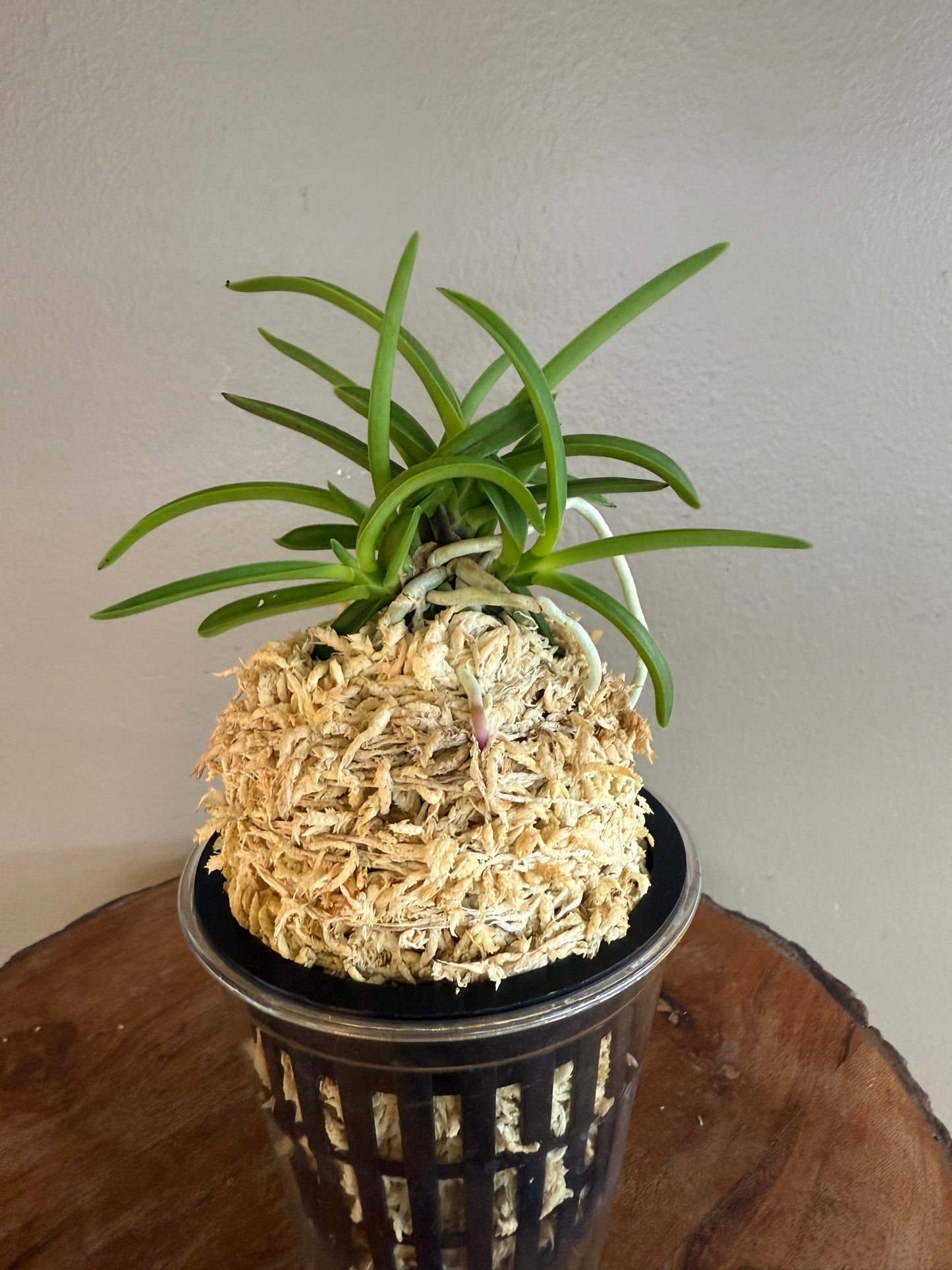 Neofinetia falcata Kishu Ryokufu 紀州綠風