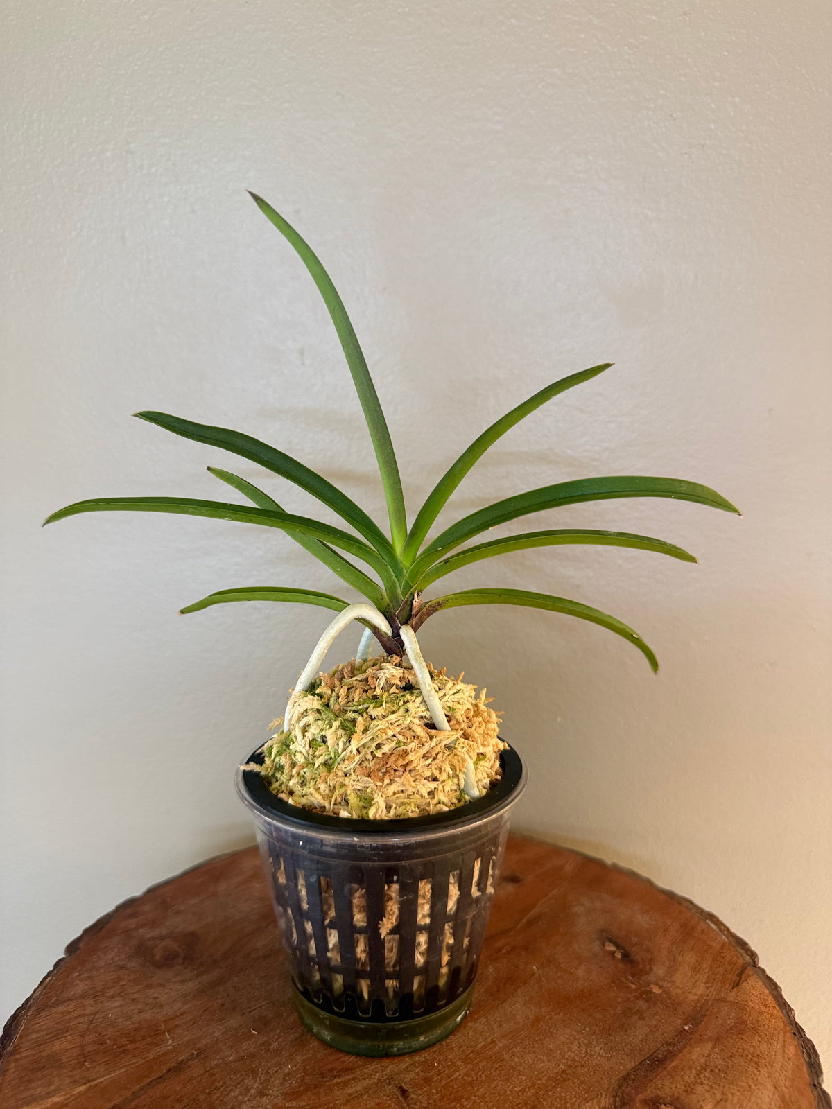 Neofinetia falcata Jahongseon (3spur)紫紅仙